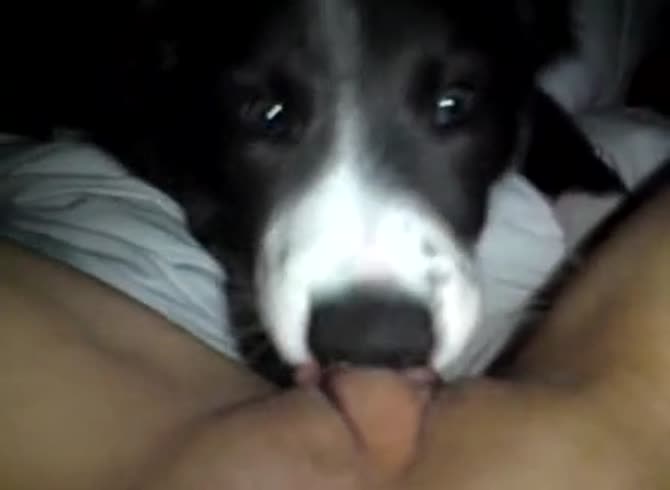Video :Dog licking the pussy of pet owner in amateur dog porno
